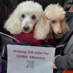 Two dogs on a walk for CASBA